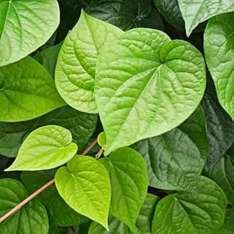 Calcutta Paan Live Plant (Aromatic Betel Leaf) โ Premium Variety from West Bengal | Ayurvedic & Sacred Climber | Organic, Easy Grow Indoors/Outdoors | Chewing & Puja Use