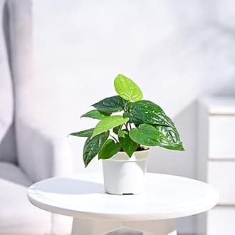 Maghai Paan Betel Leaf Meetha pan Sweet Paan Healthy Live plant Pack of 1