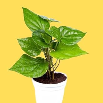 Pan Betel Leaf (Piper betle) Live Plant, Banarasi Maghai Paan,Meetha Paan, Sweet Paan Rare Healthy Live Plant, Medicinal Herb (Pack of 1) forTerrace And Home Garden